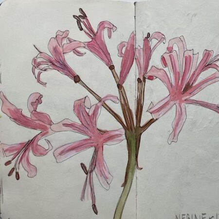 Watercolour and pen sketch of a Narine Flower