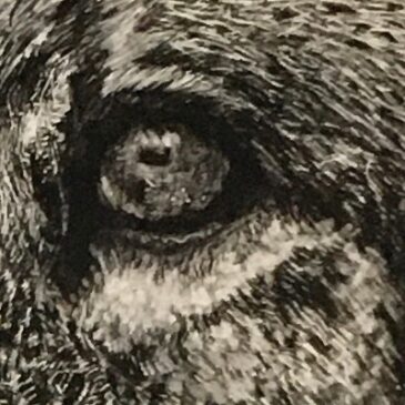 The Soul of a Lion:  A Time-Lapse Journey in Graphite and Carbon.